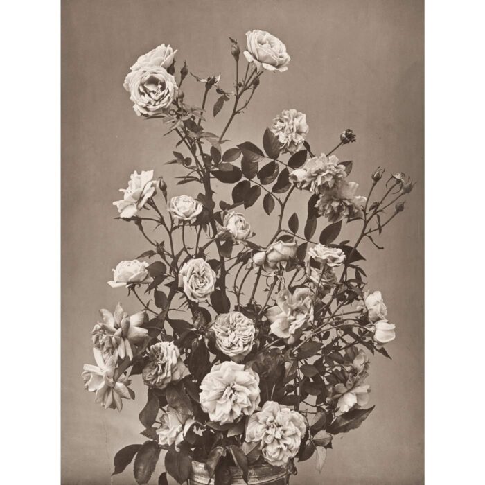 braun, adolphe _ rosenbouquet